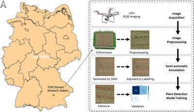 Maize plant detection using UAV-based RGB imaging and YOLOv5